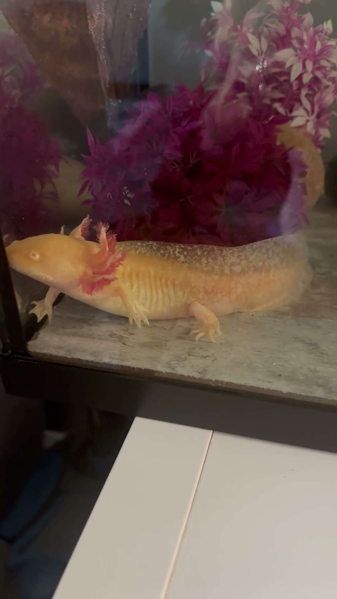 Axolotl reptiles for sale: Male Axolotl teen  in Warrington - Video 1