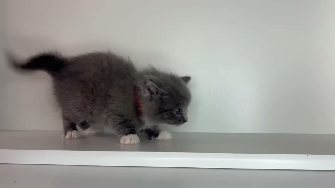 Ragdoll cats for sale: Beautiful Ragdoll kittens x Long haired Russian  in Plymouth - Video 1