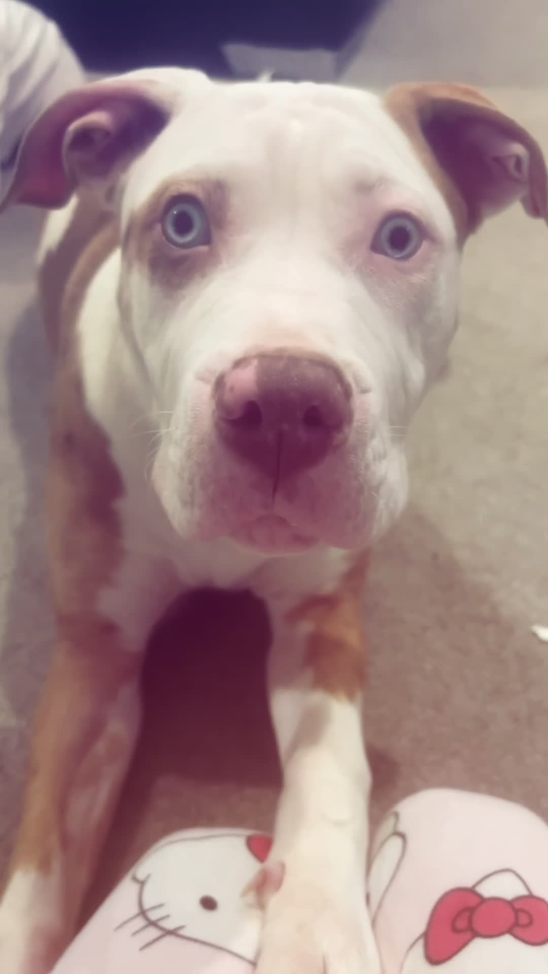 American Bully dogs for sale: luna  in Derby - Video 1