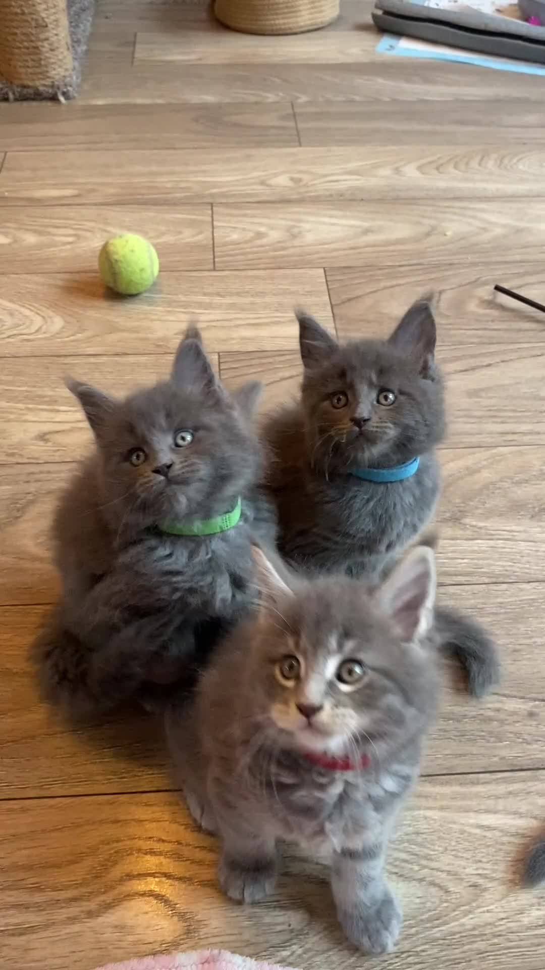 Maine Coon cats for sale: First Litter 6 Pure Maine Coon Kittens - Video 1