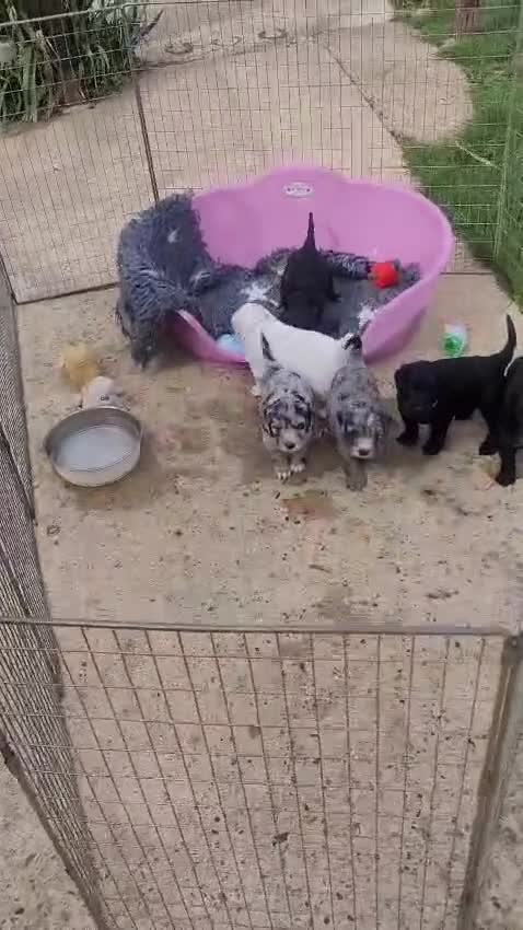 Cockapoo dogs for sale: Beautiful cockerpoo puppies - Video 2