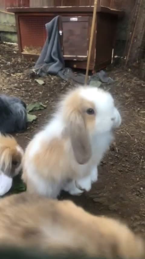 Mini Lion Lop rabbits for sale: MINI LION LOP - Video 1
