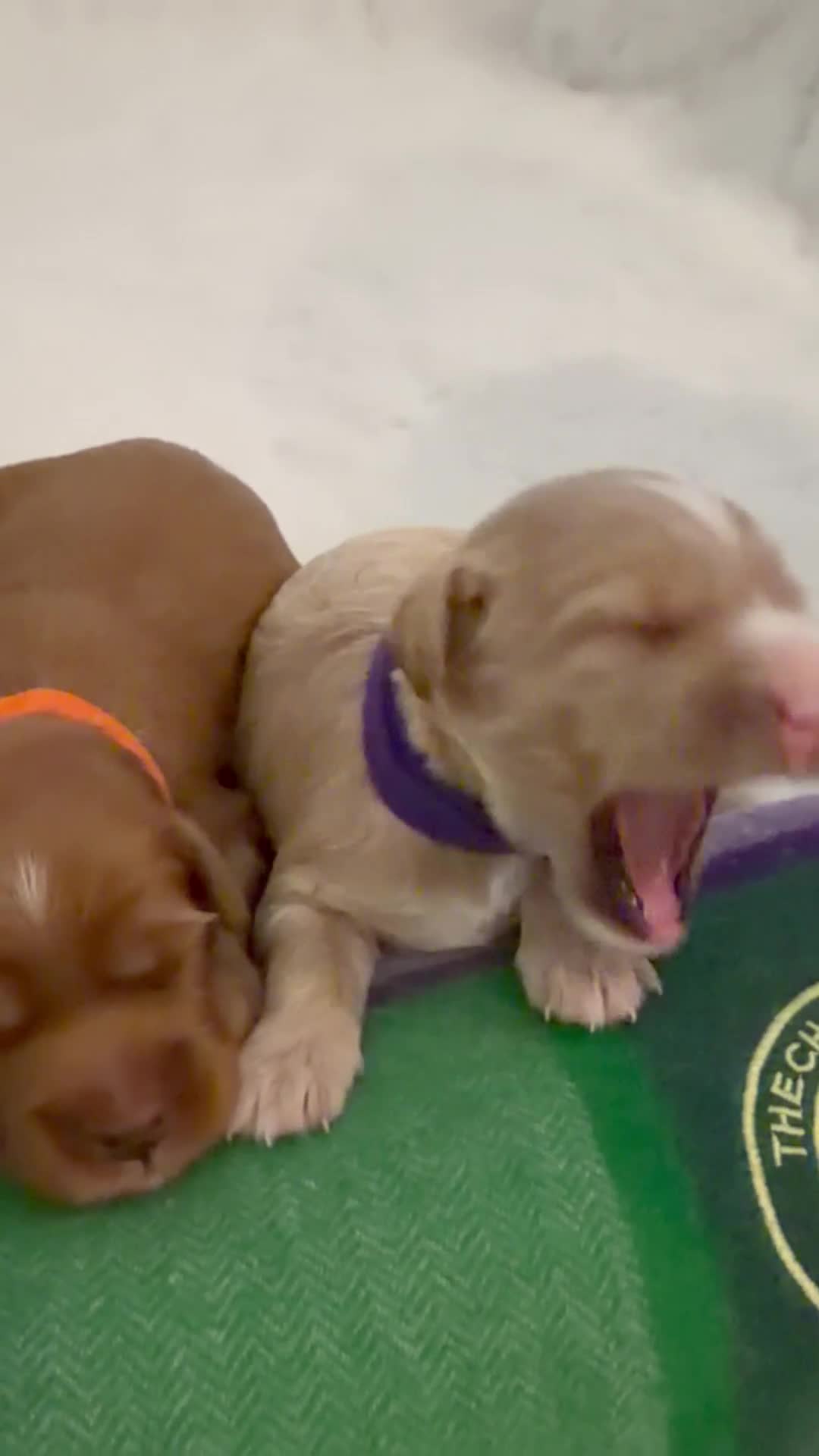 Australian Labradoodle dogs for sale: Multigenerational Australian Labradoodle puppies - Video 3