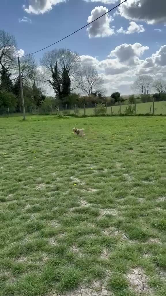 Cavapoo dogs for adoption: BEAR FOSTER TO ADOPT-Cornwall/Devon/SomersetBorder - Video 5