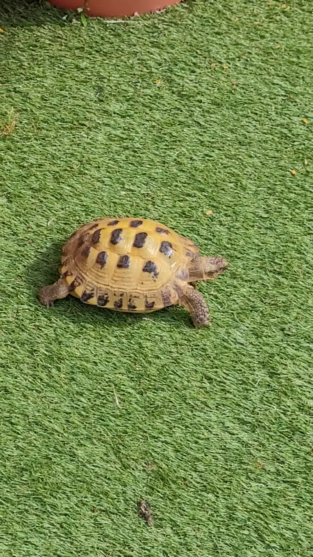 Tortoise reptiles for sale: Horsefield Tortoise - Video 3