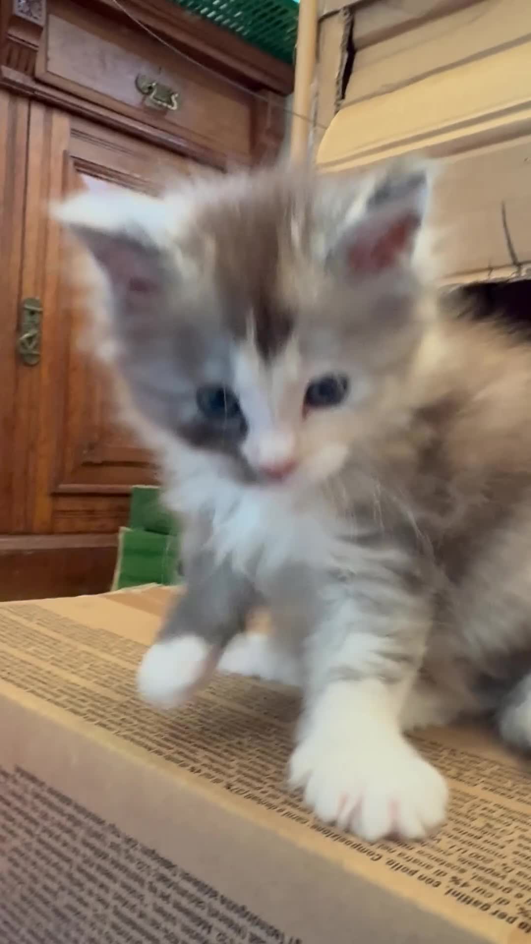 Maine Coon cats for sale: 6th Gen GCCF Pedigree Maine Coon Kitten - Video 2