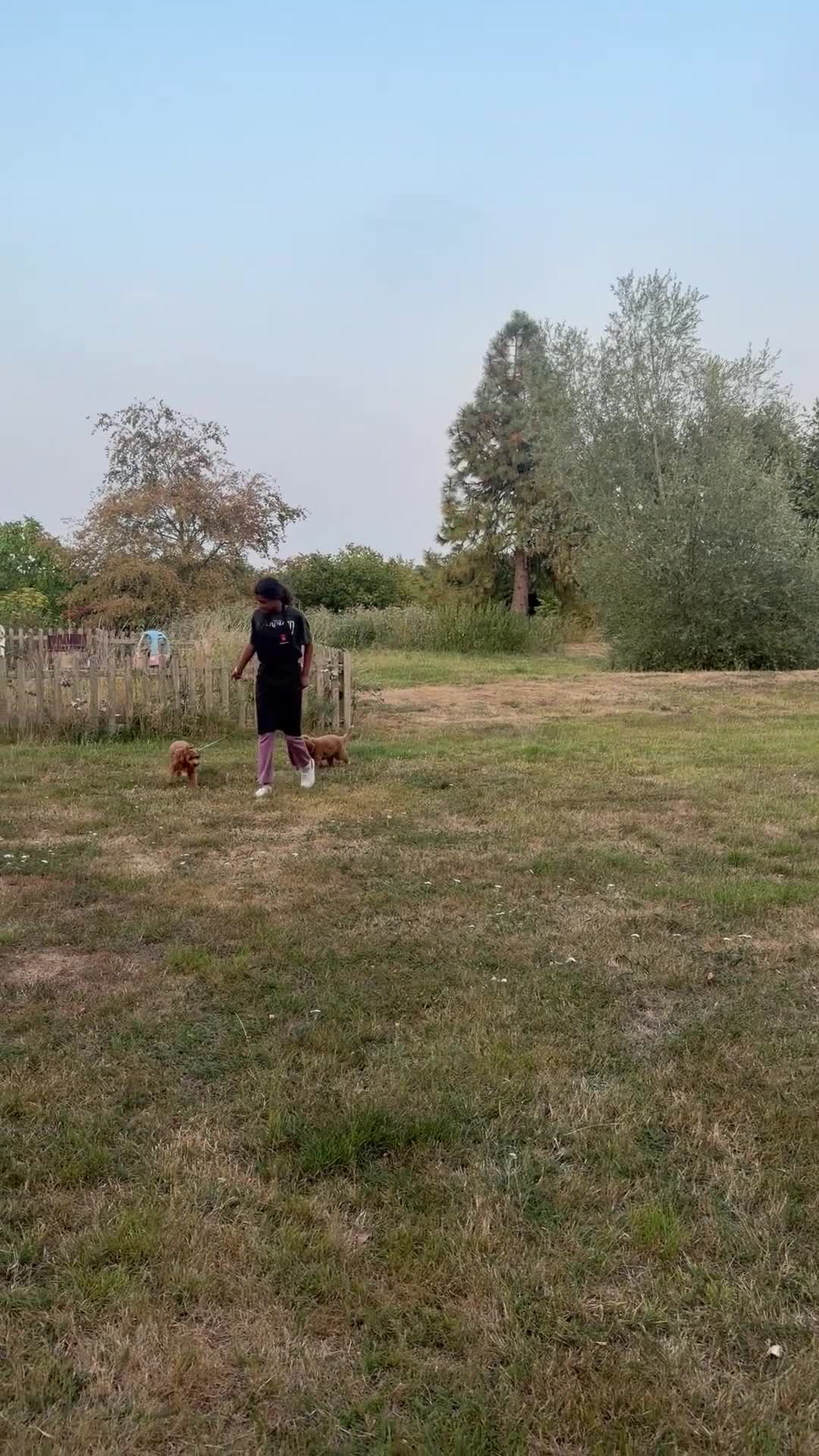Australian Labradoodle dogs for sale: Stunning Red Australian Labradoodle Multigen Pups - Video 2