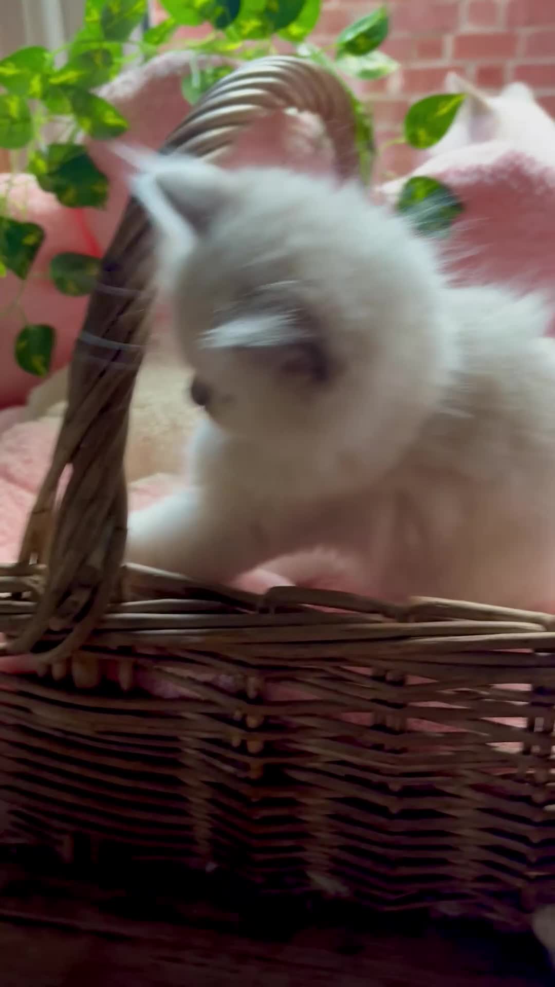 Ragdoll cats for sale: ✨🏆Pedigree, health clear . Ragdoll Kittens ✨🏆 - Video 1