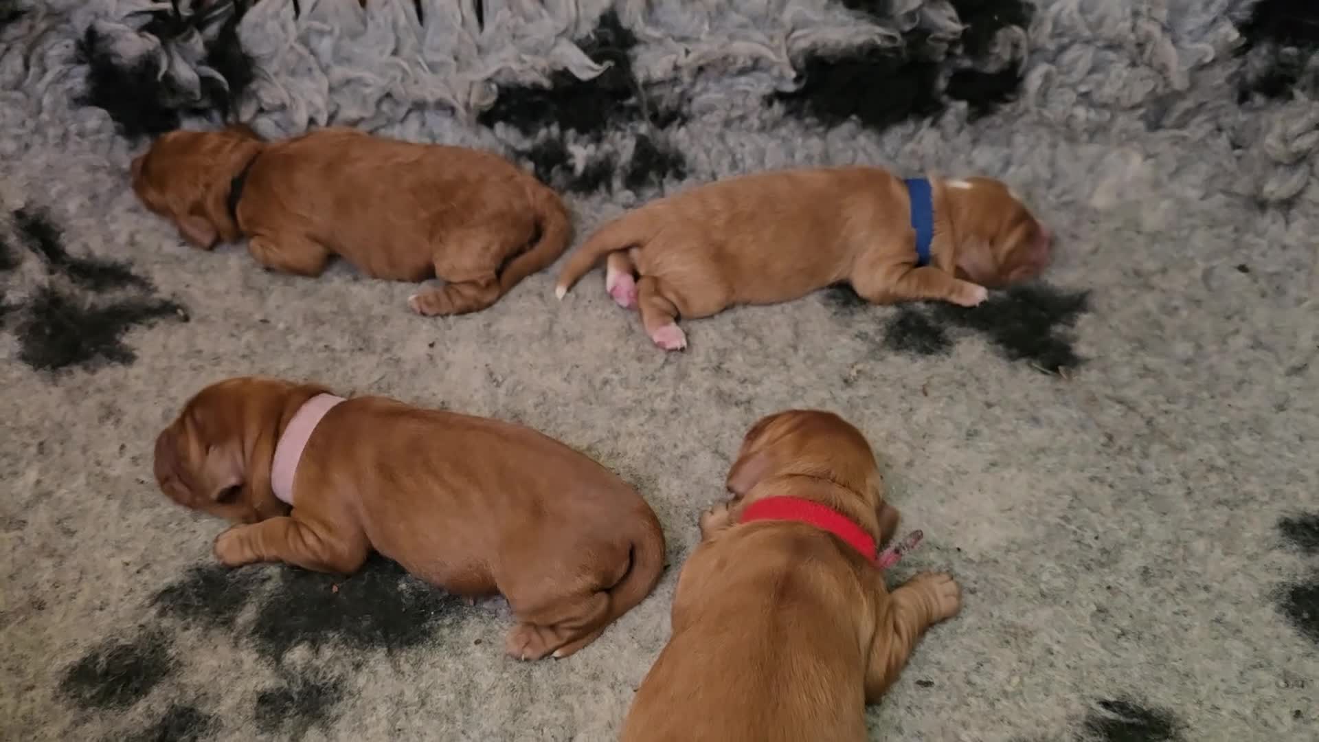 Cockapoo dogs for sale: Cockapoo Puppies ❤️  - Video 3