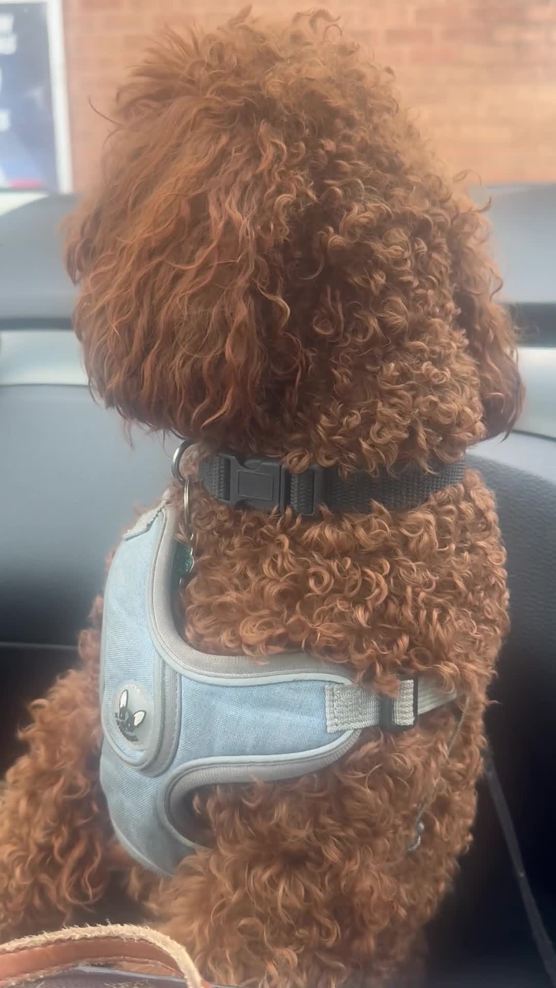 Toy Poodle dogs for stud: Stunning Red Toy Poodle Carlos for stud  in Stourbridge - Video 1