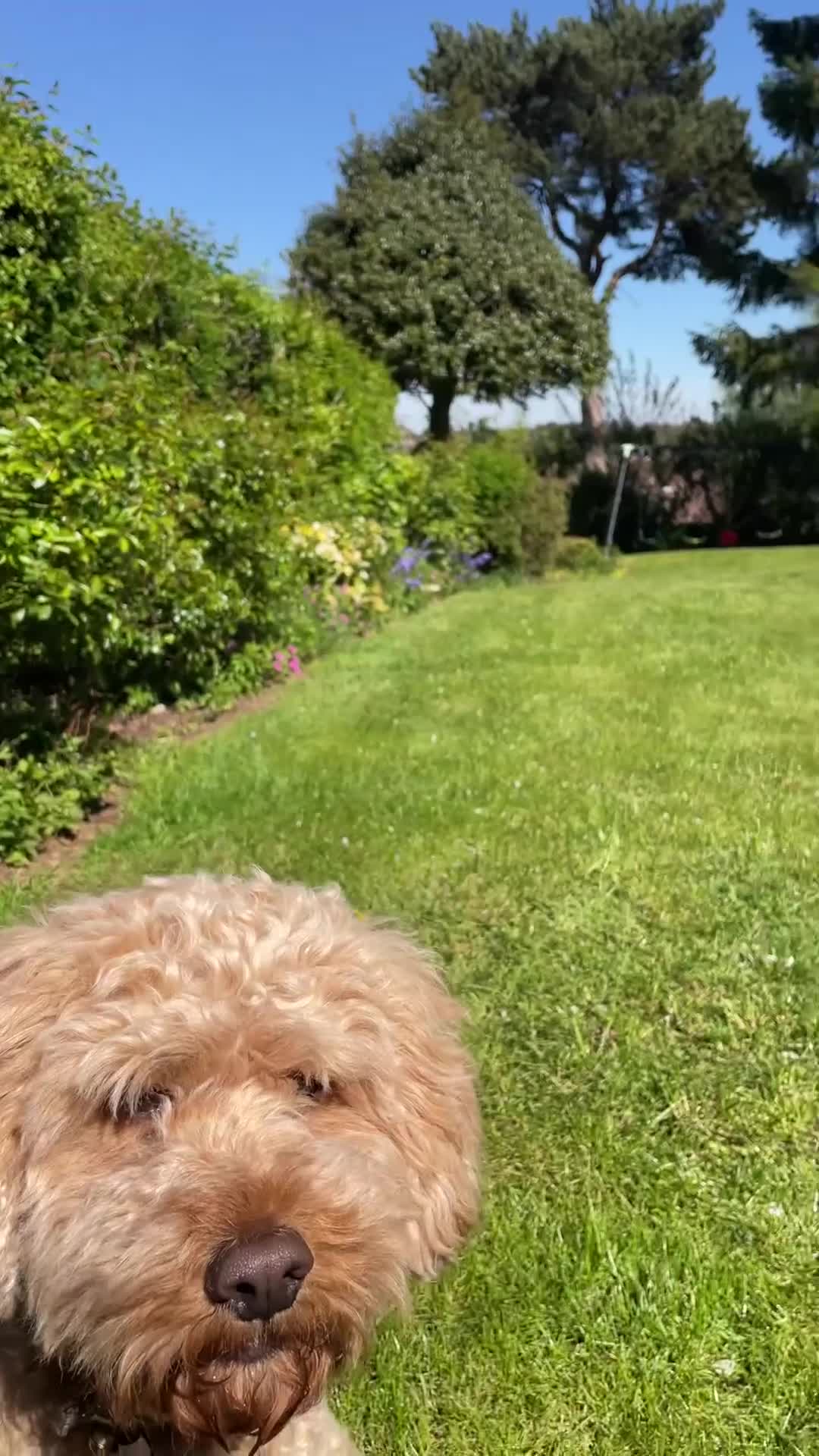 Cockapoo dogs for sale: TEDDY - Video 3