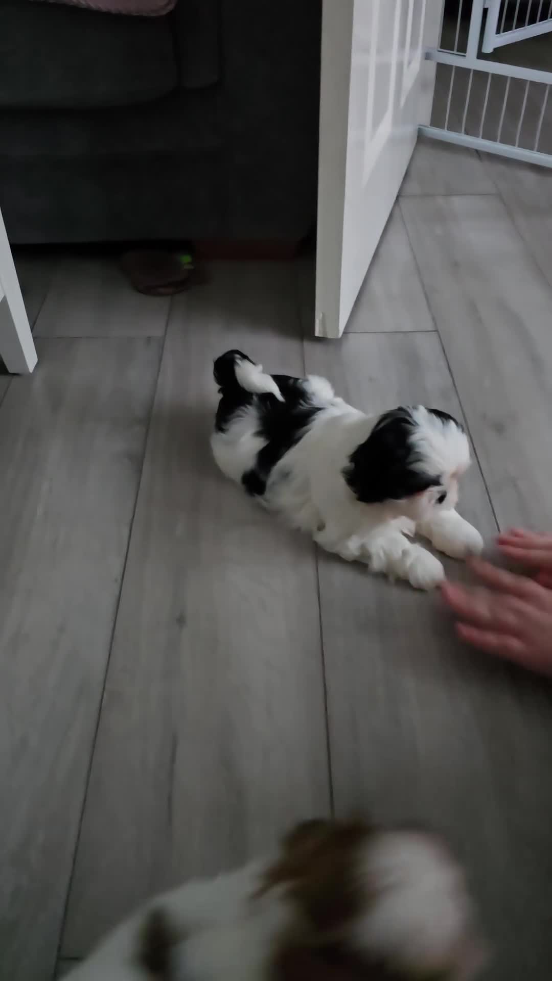 Shih Tzu dogs for sale: Last two puppies from liter 🐶🐶 - Video 3