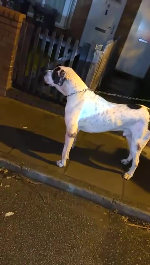 Mastiff dogs for sale: bully kutta male - Video 3