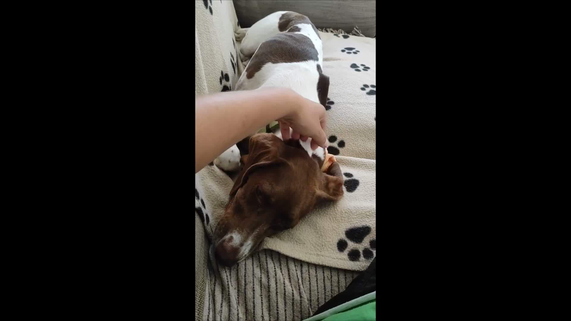 Mixed Breed dogs for adoption: Flora the sweet 4 year old pointer X  in East Grinstead - Video 2
