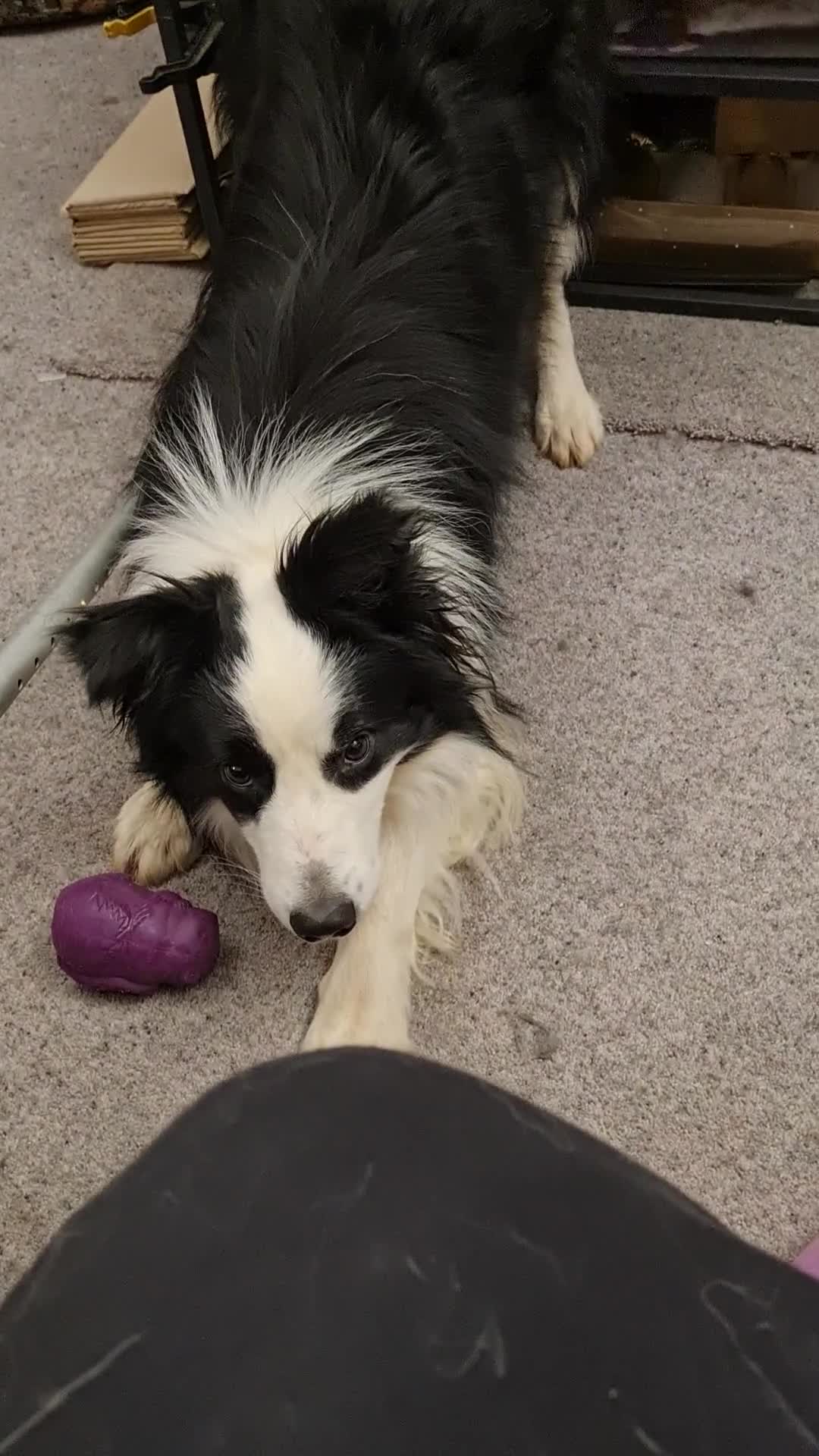 Border Collie dogs for stud: Borderlair Tip for the Top (Tip) - Video 1