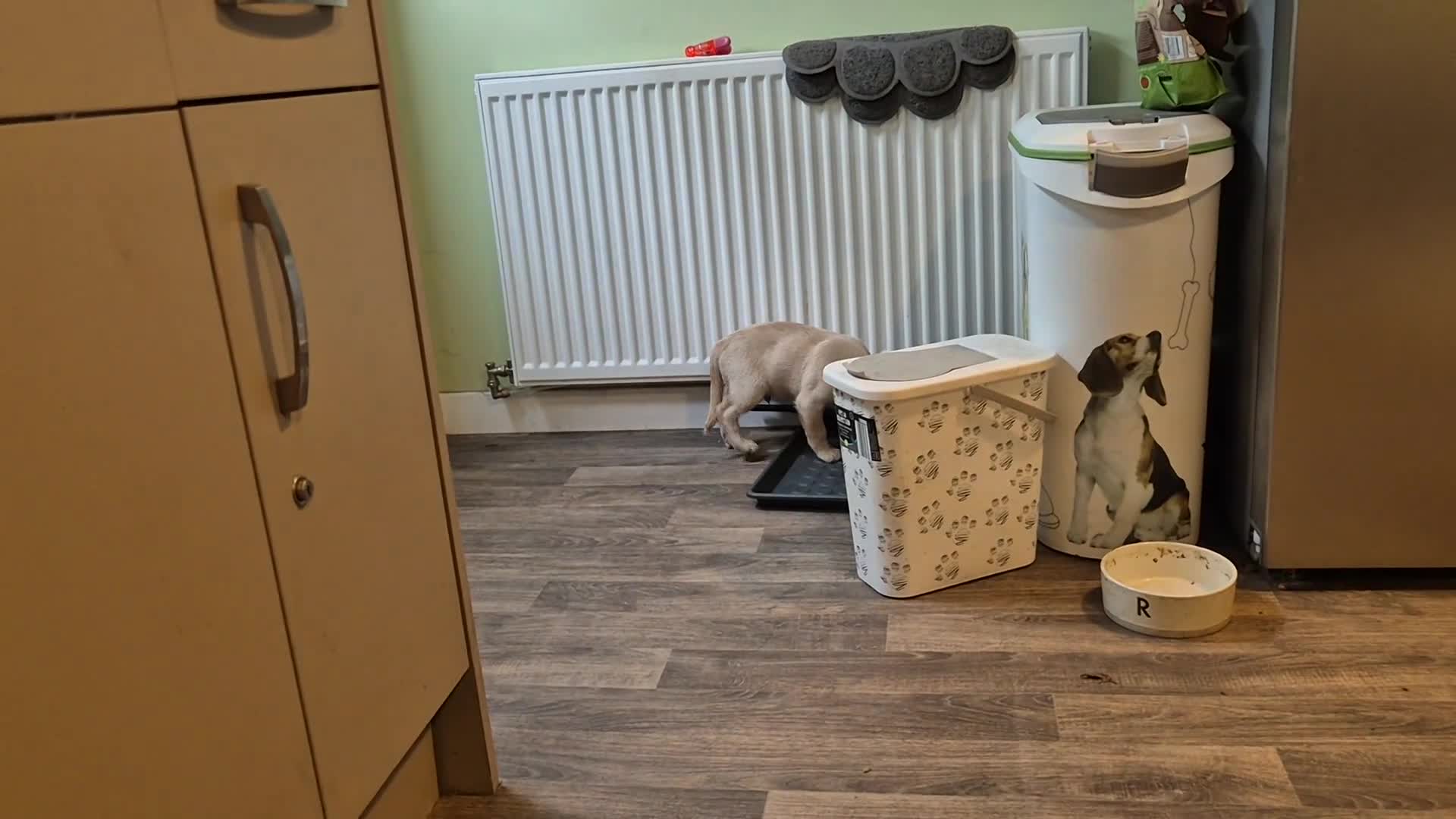 Labradoodle dogs for sale: Labrador cross puppies - Video 2