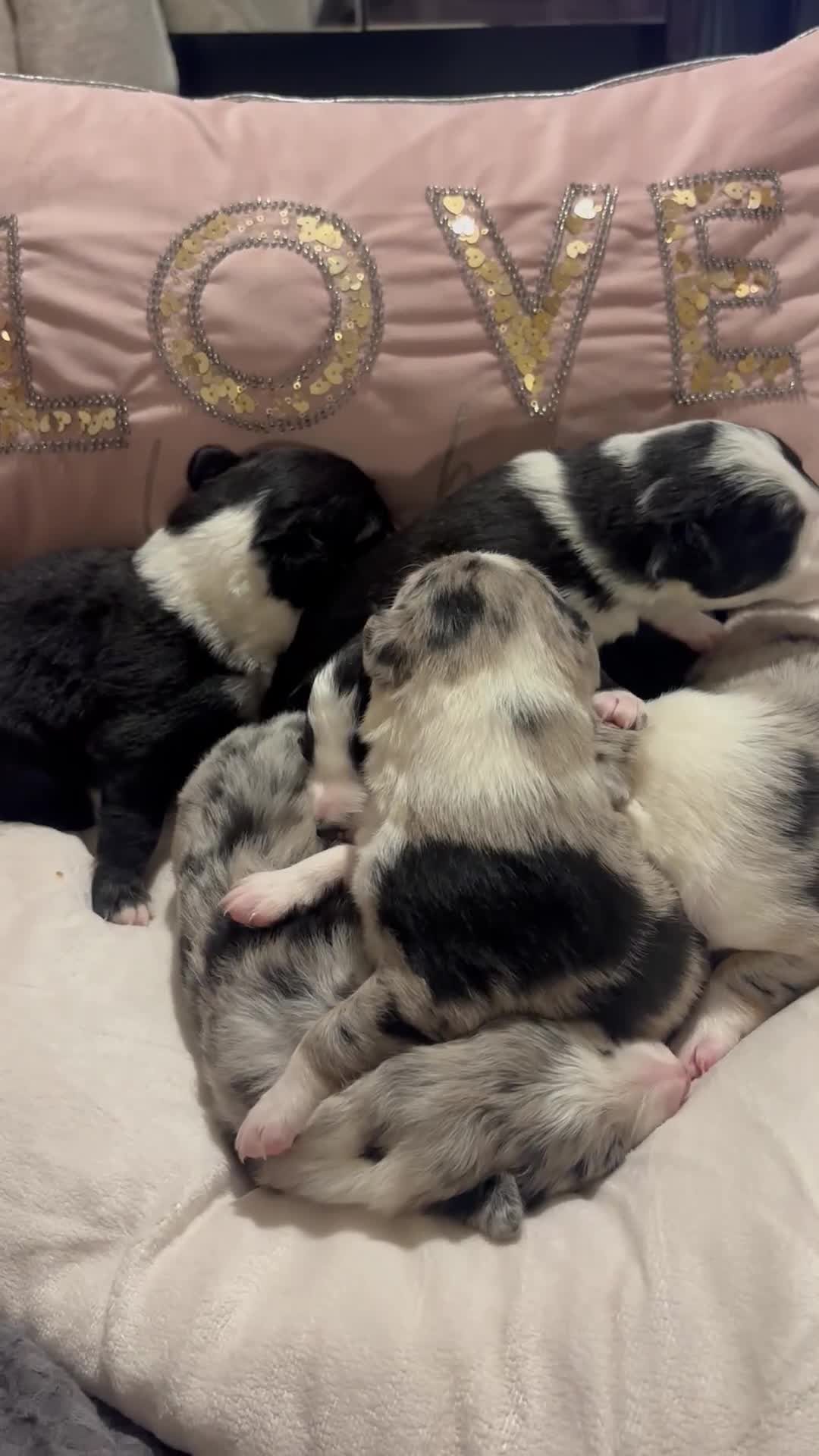 Border Collie dogs for sale: Border collie puppy’s ready to reserve  - Video 1