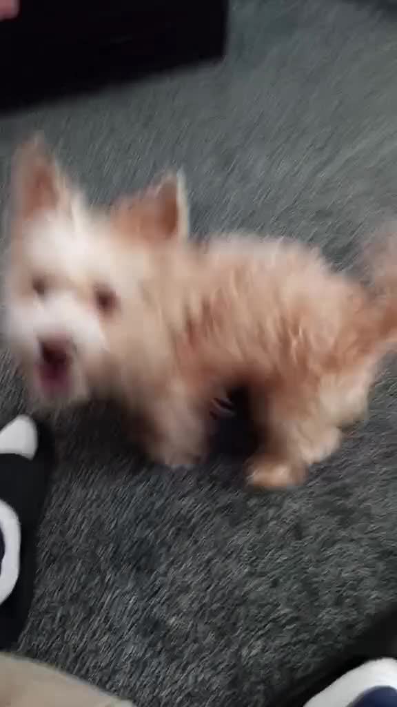 Yorkshire Terrier dogs for sale: Yorkshire Terrier (Scottish type) – Almost 3 years - Video 1