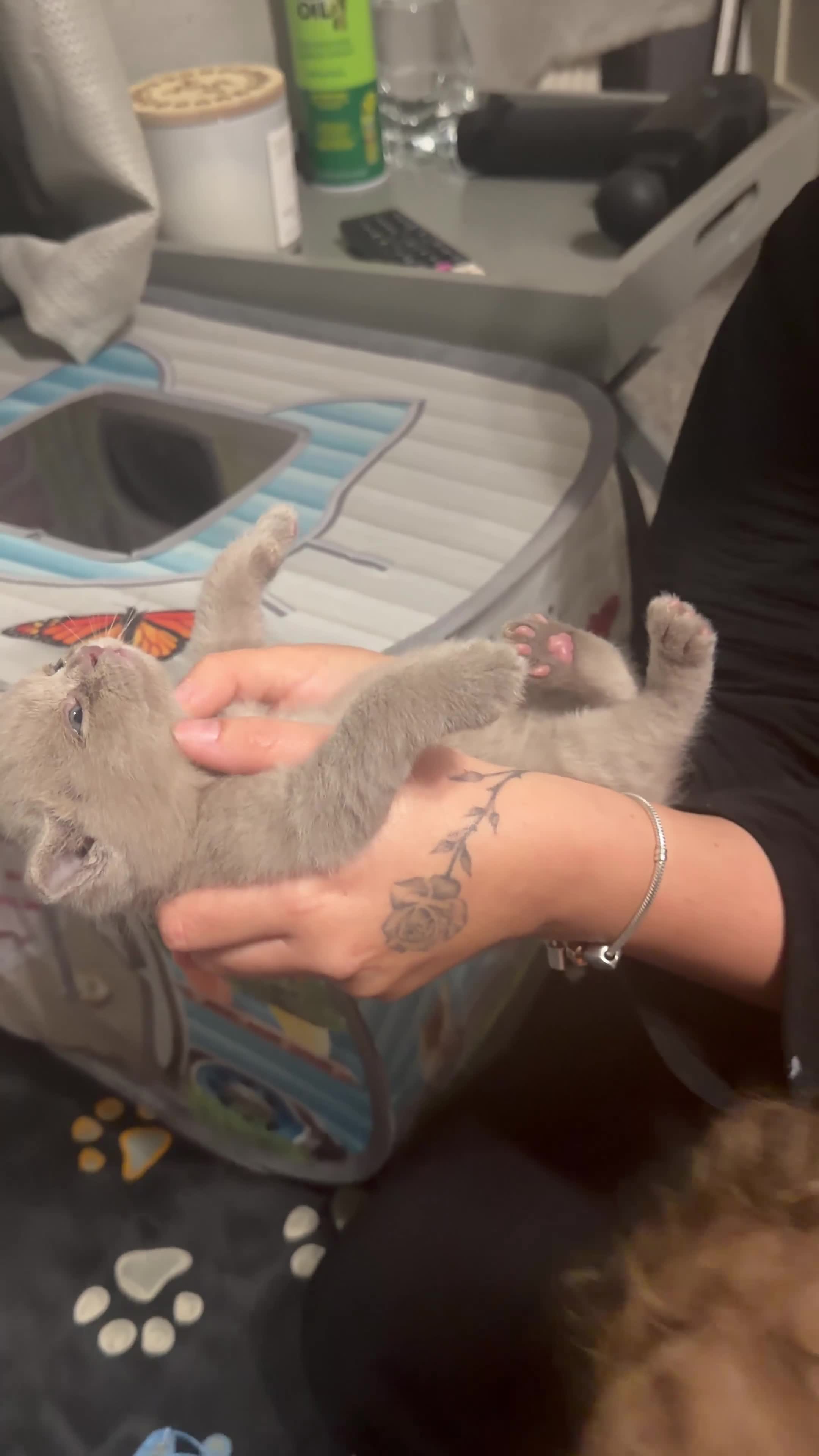 British Shorthair cats for sale: Lilac BSH kittens  - Video 1