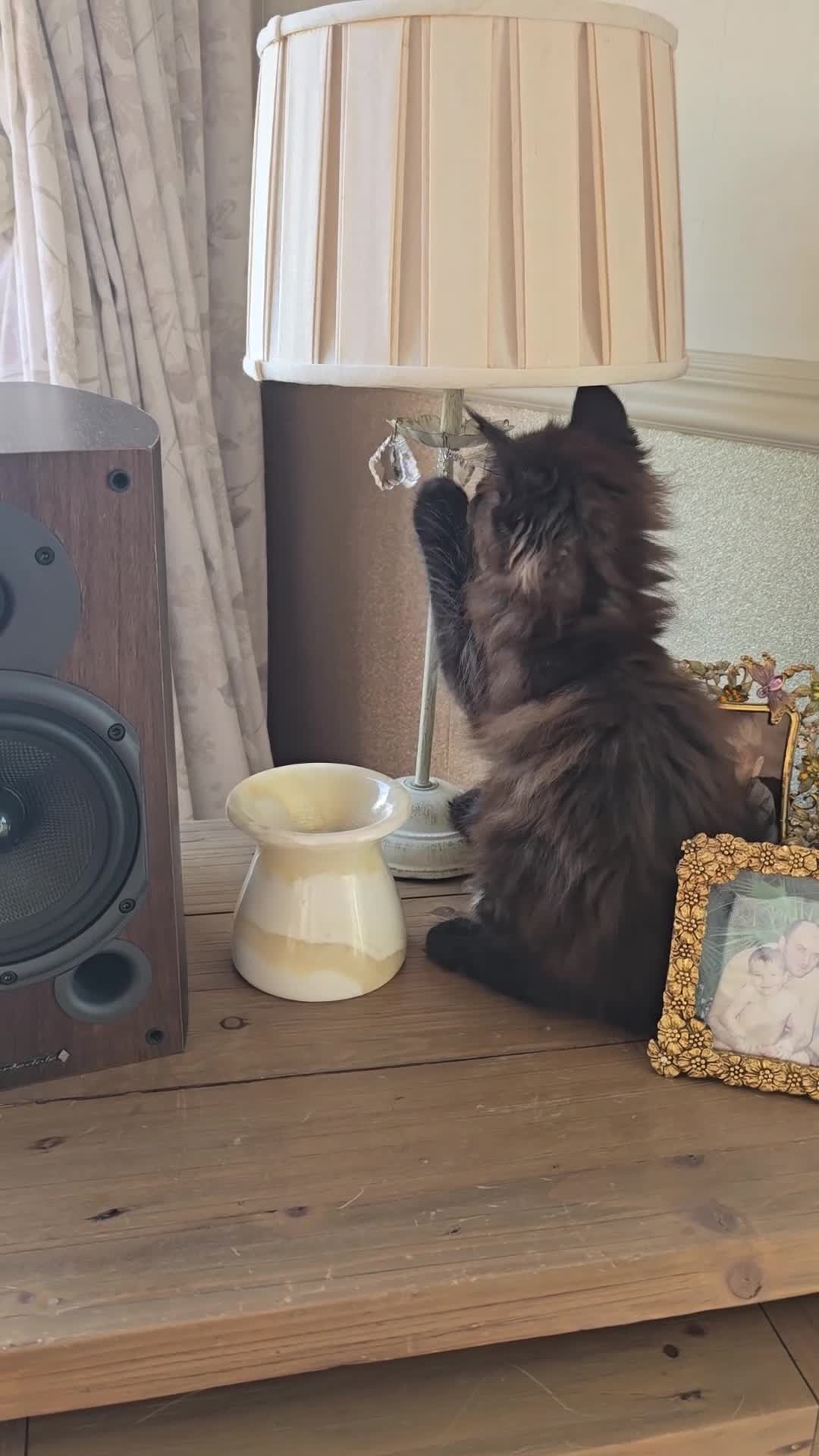 Maine Coon cats for sale: Beautiful Smoke kitten in Grantham - Video 1
