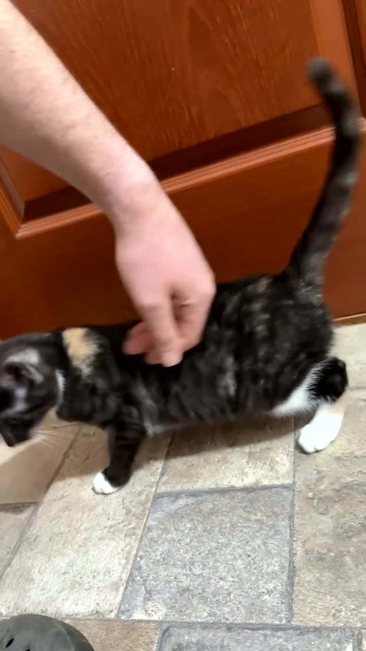 Mixed Breed cats for sale: TORTISHELL KITTEN  - Video 2