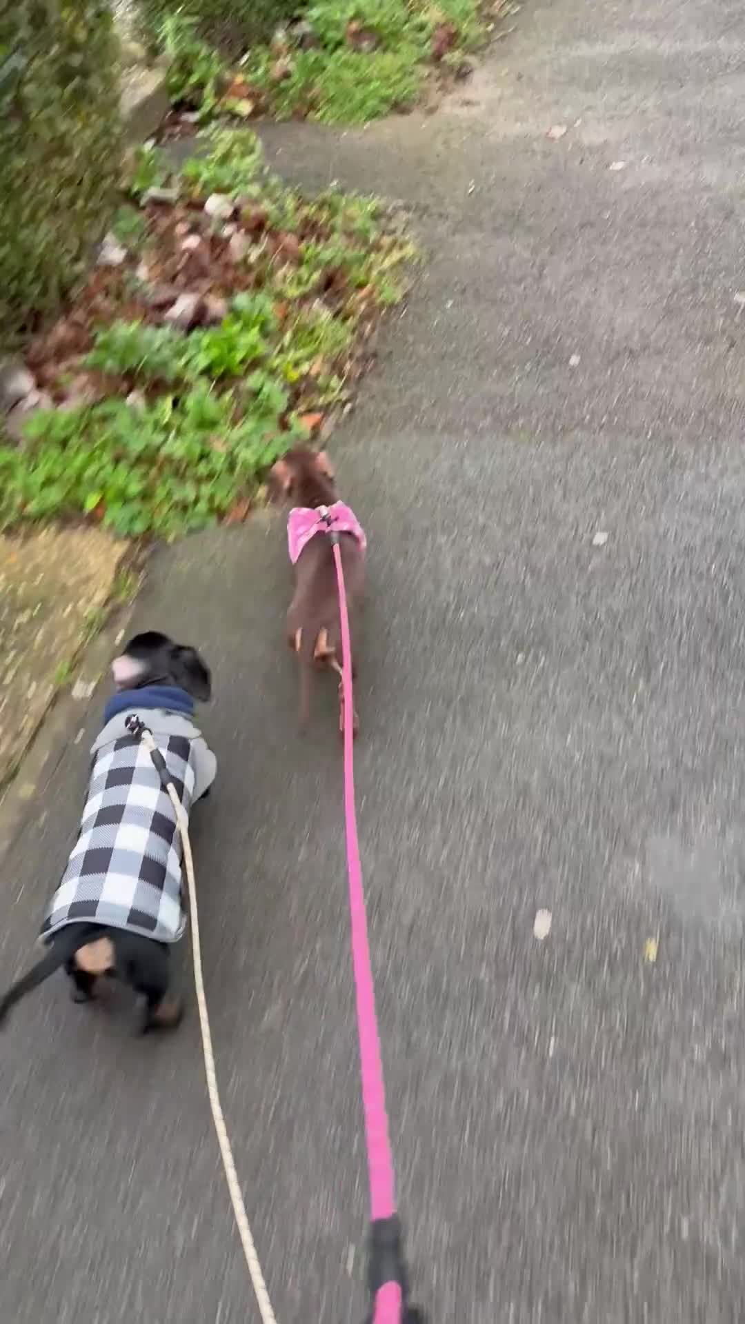 Dachshund dogs for adoption: Minnie and Gizmo in Corby - Video 2