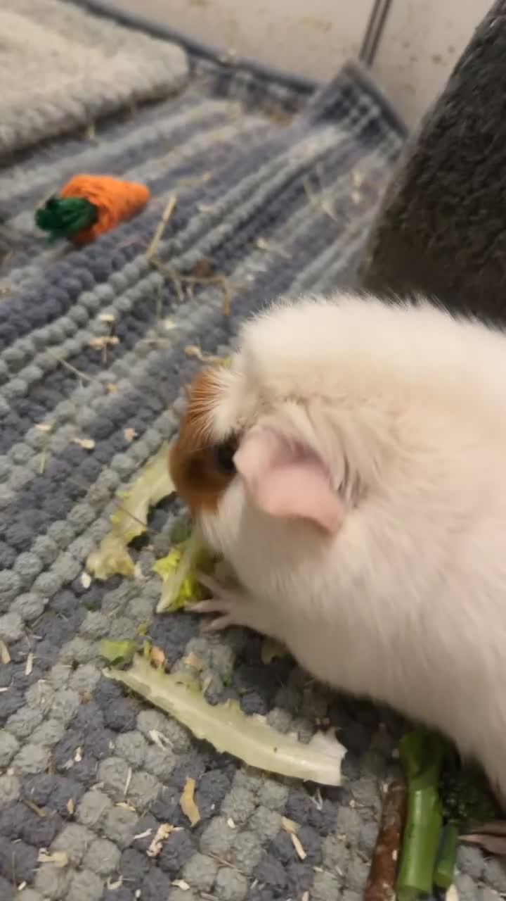 Guinea Pig rodents for sale: Two female guinea pigs for rehome - Video 1