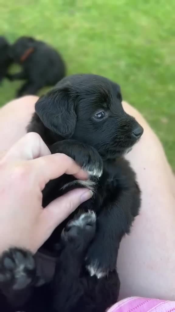 Mixed Breed dogs for sale: Exceptional Bordoodle puppies  - Video 1