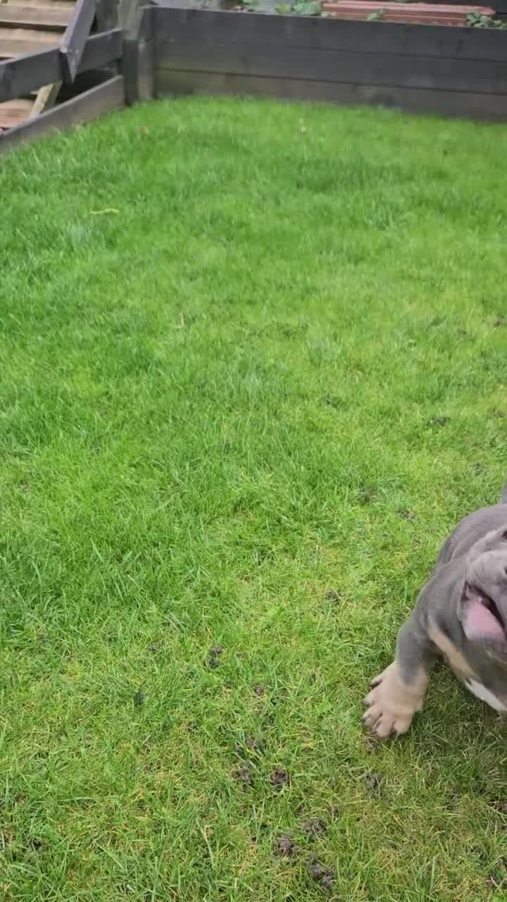 American Bully dogs for sale: Micro Exotic Bully - Video 1
