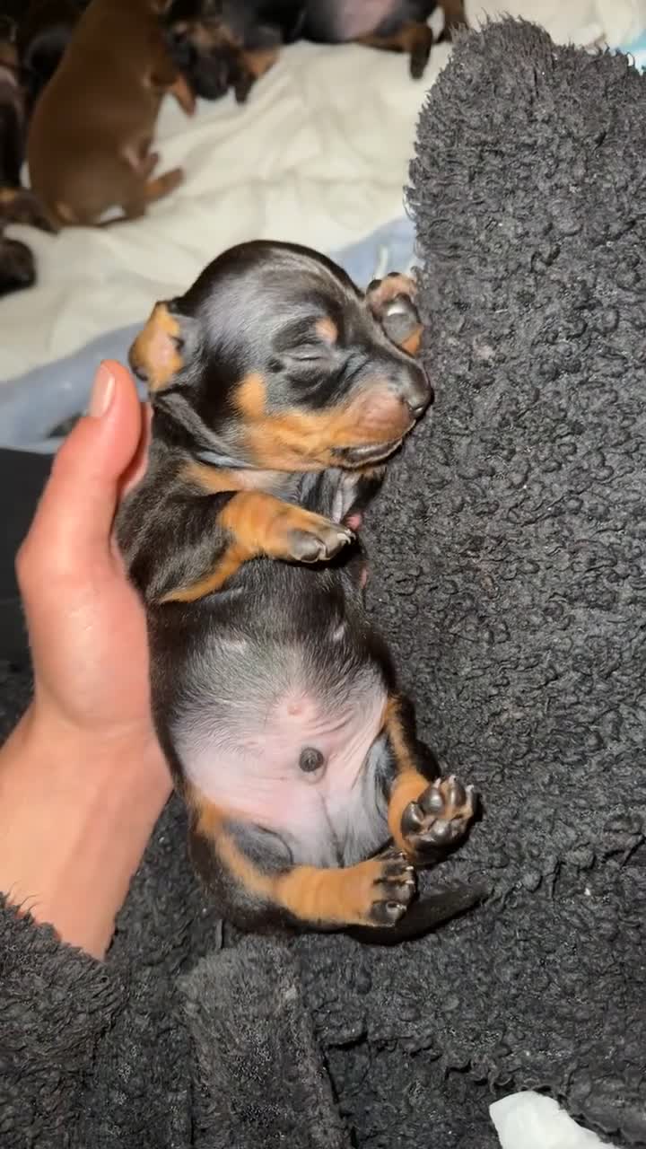 Dachshund dogs for sale:  DACHSHUND PUPPIES!! BEAUTIFUL AND HEALTHY - Video 5