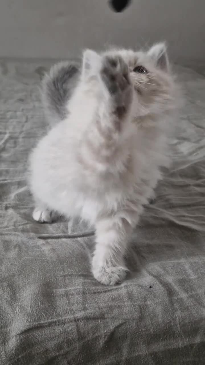 Neva Masquerade cats for sale: LAST REMAINING GCCF Champion line siberian - Video 2