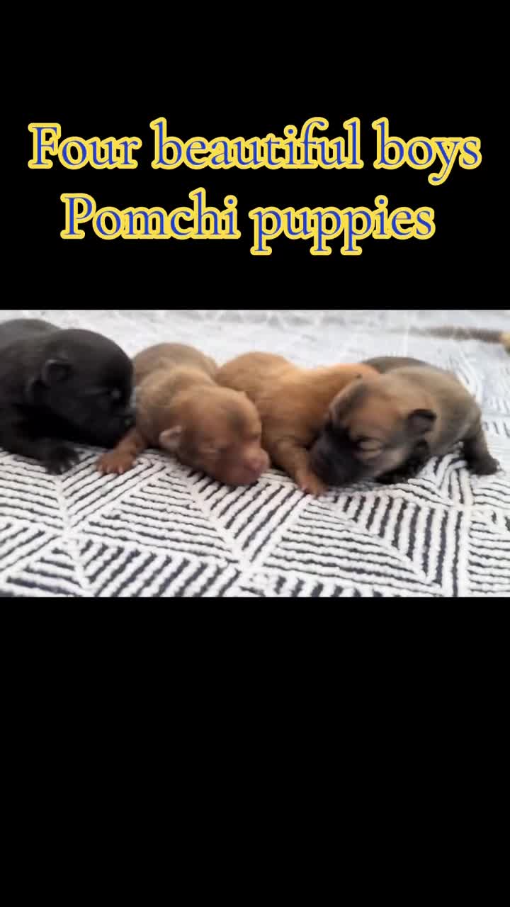 Pomchi dogs for sale: Beautiful family raised Pomchi puppies 💗 - Video 2