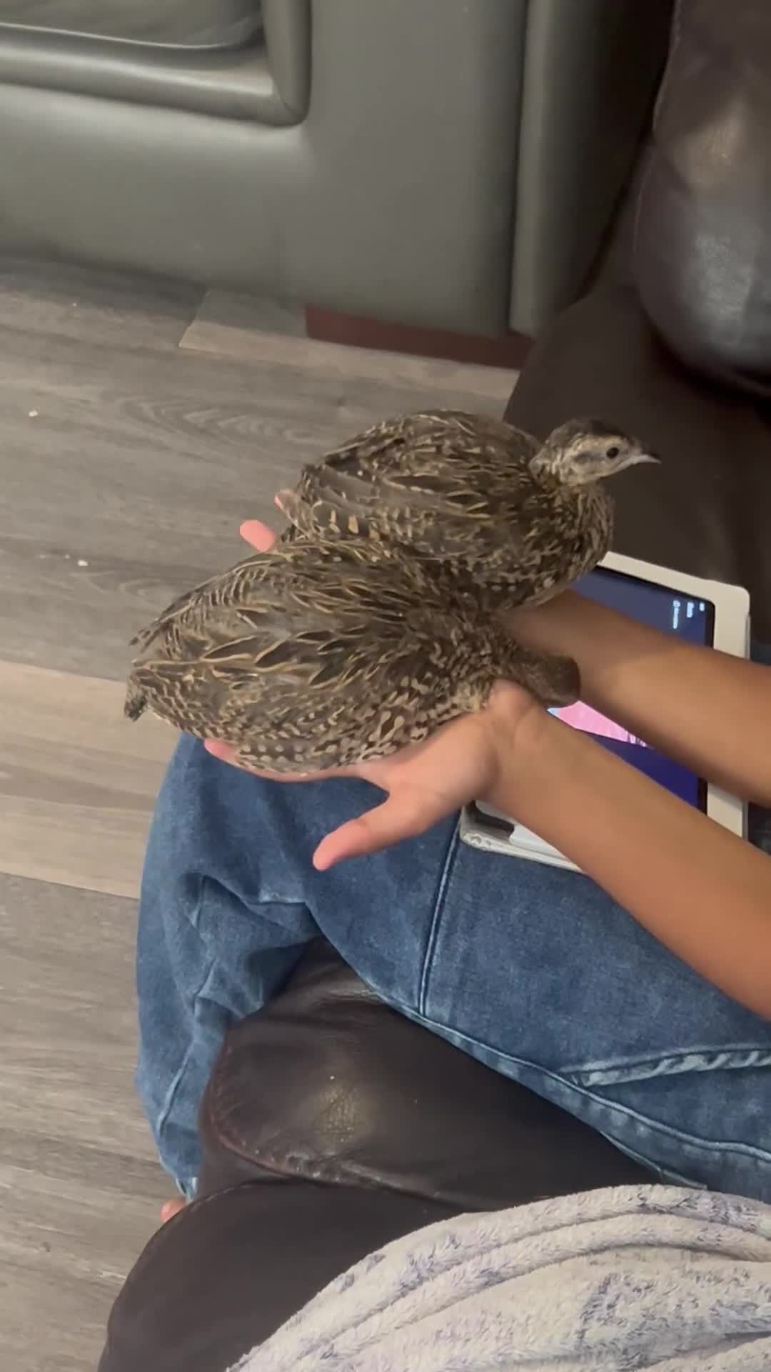 Mixed Breed birds for sale: Black francolin kala teeter  - Video 2