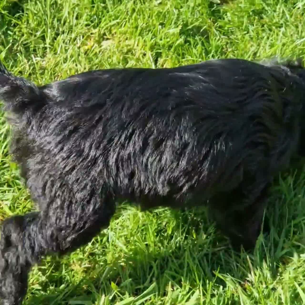 Schnoodle dogs for sale: Schnoodles  - Video 1