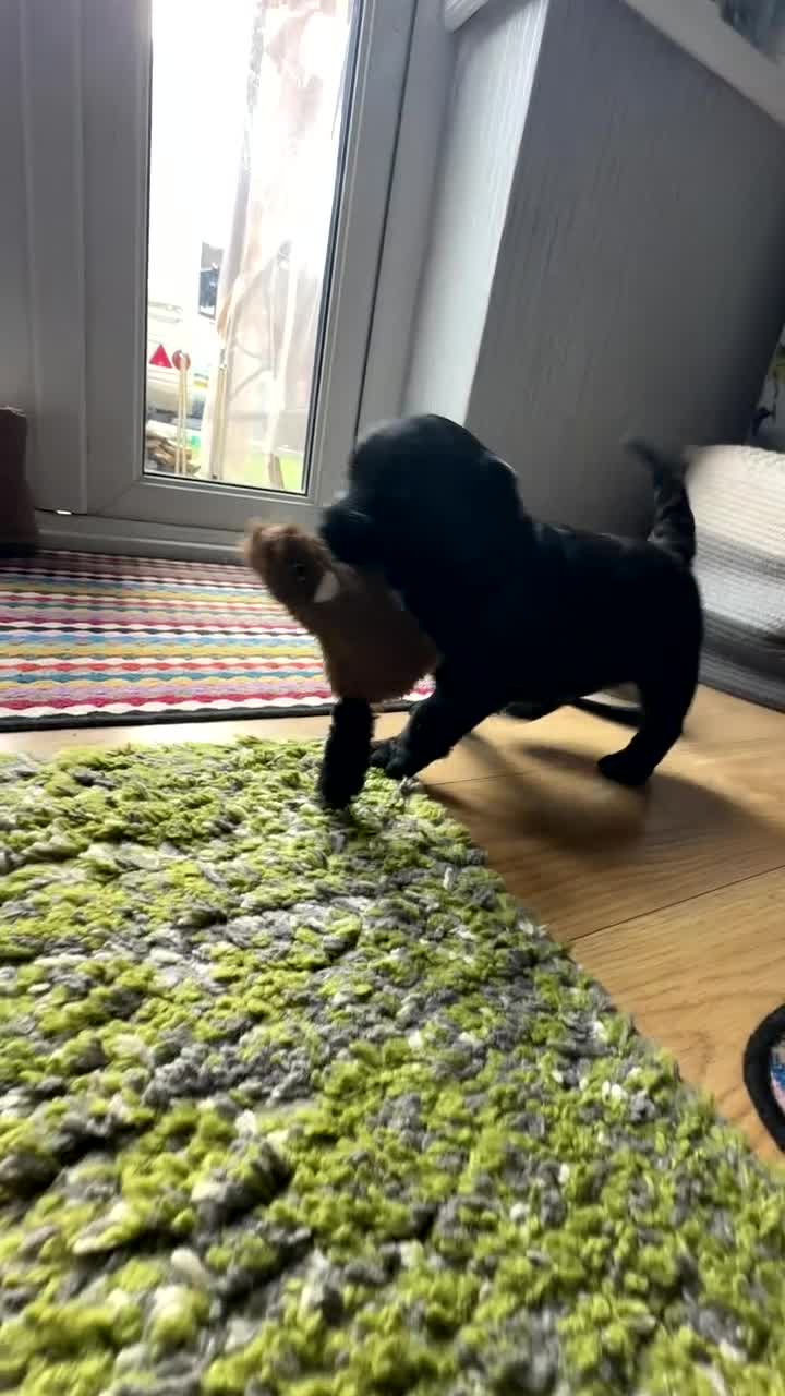 Labradoodle dogs for sale:  Unique,Exceptionally Bred F1 Labradoodles 🐾19/05 in Bristol - Video 1
