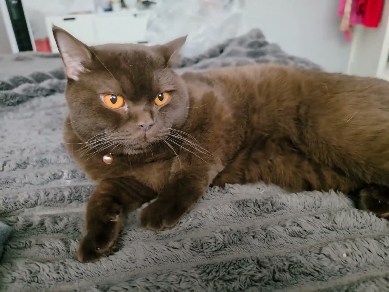 British Shorthair cats for sale: Pablo is a chocolate cinnamon - Video 1