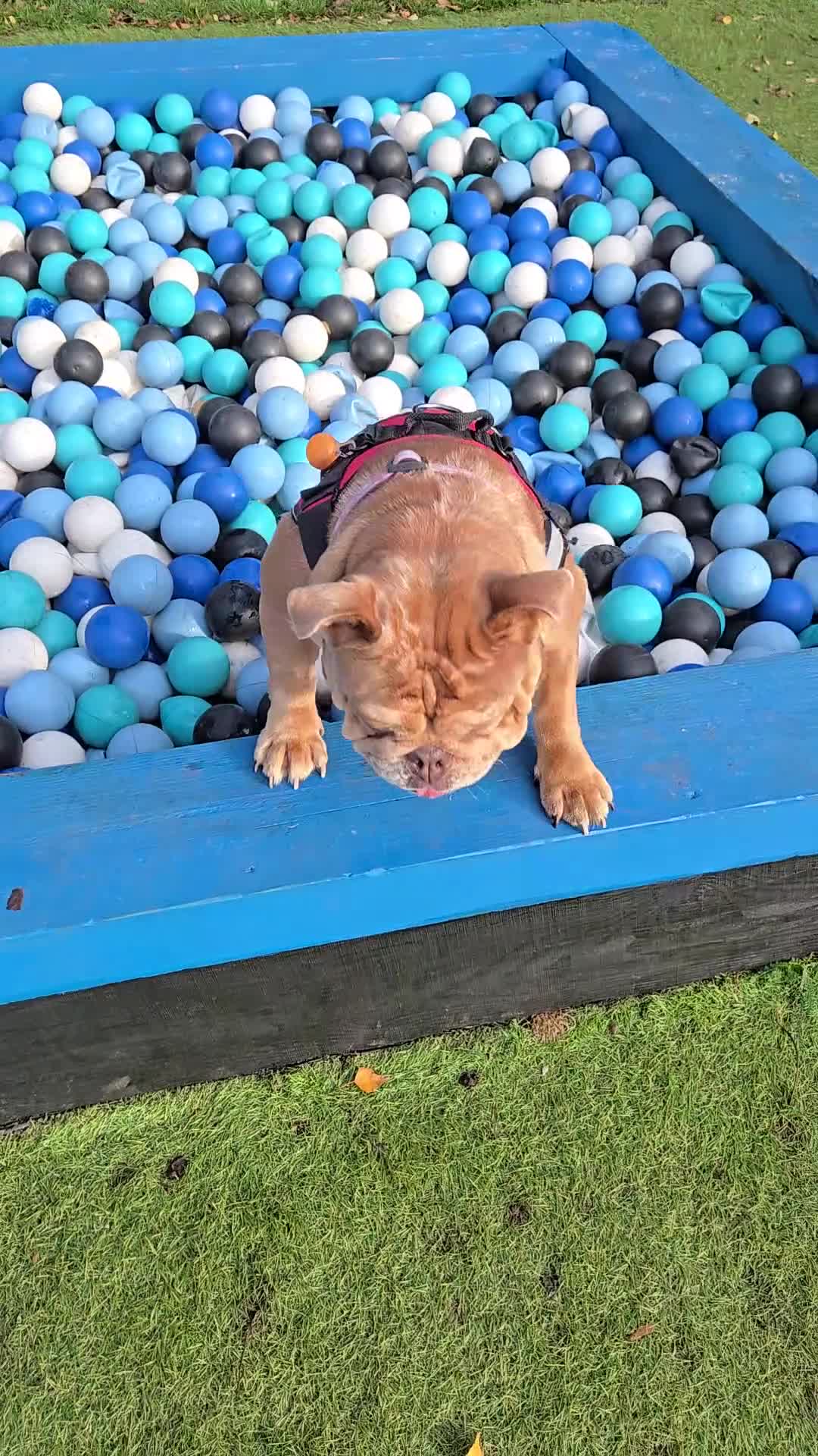 English Bulldog dogs for sale: Female bulldog  - Video 2