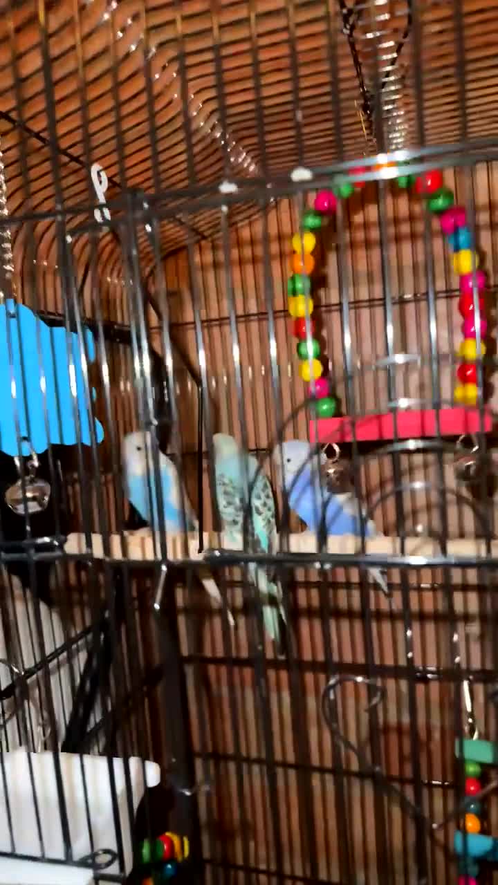 Budgerigars birds for sale: 2 budgies with cage  - Video 2