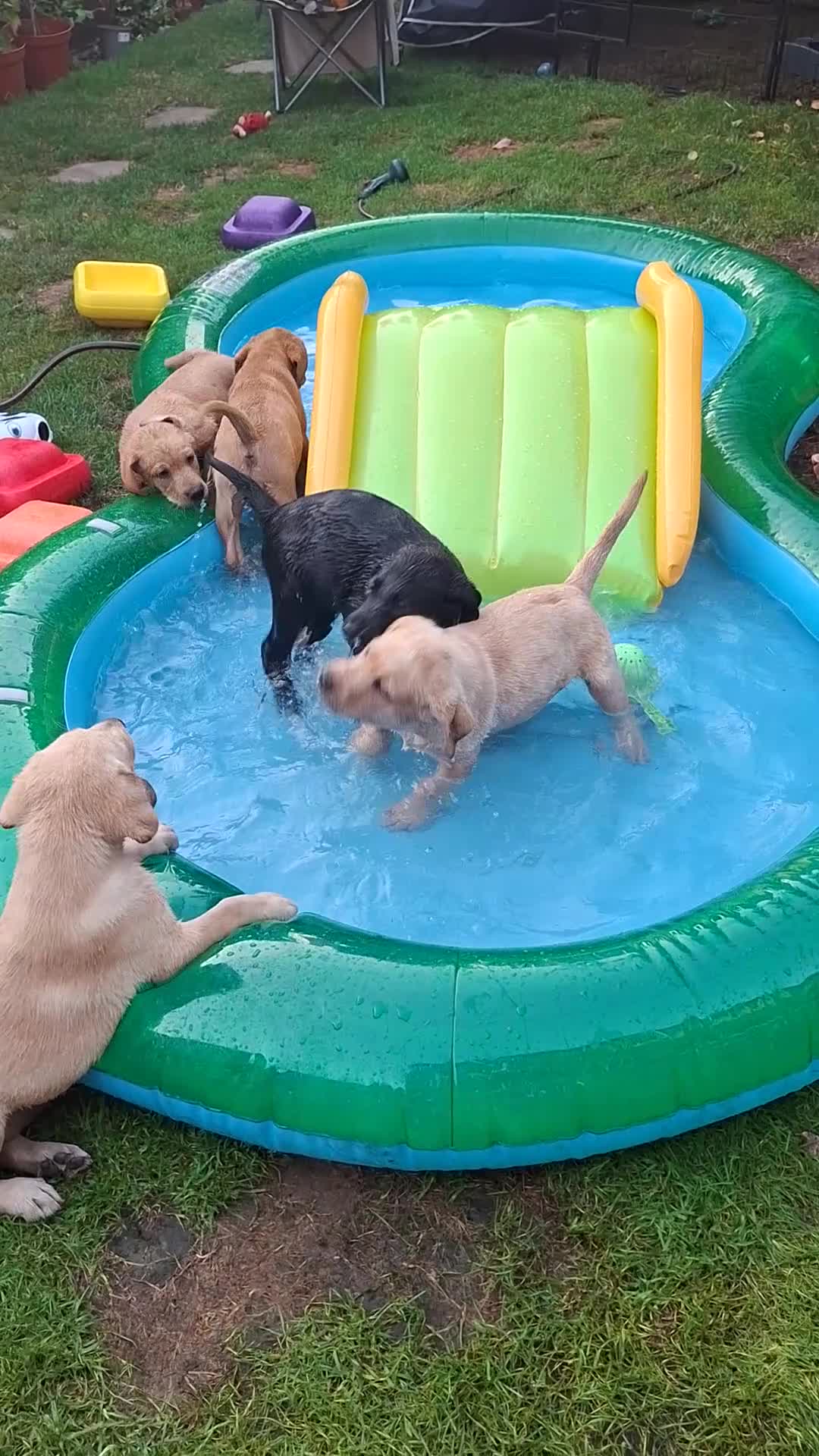 Labrador Retriever dogs for sale: READY TO GO. 2 AVAILABLE. Labrador Pups. KCreg. - Video 1