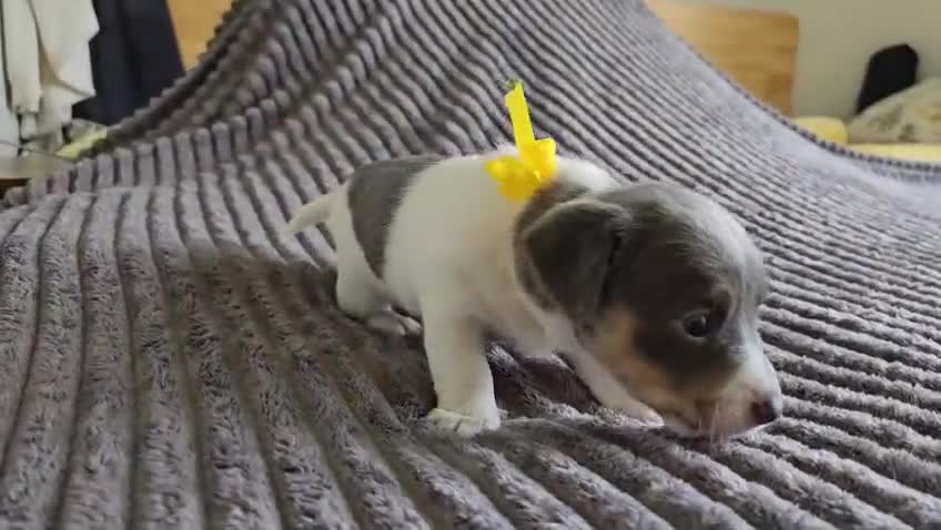 Jack Russell dogs for sale: 🐶 Jack Russell Puppies  – 4 Females & 1 Male 🐶 - Video 5