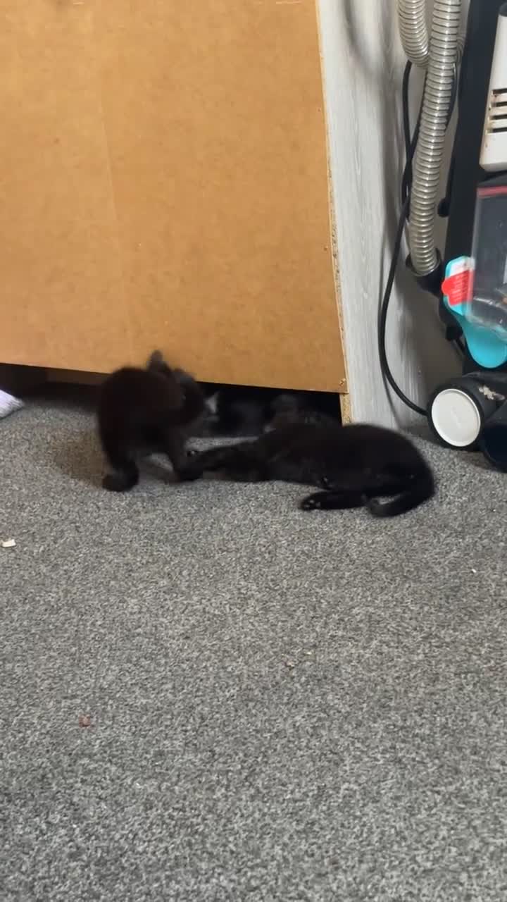 Bombay cats for sale: 5 beautiful babys - Video 2