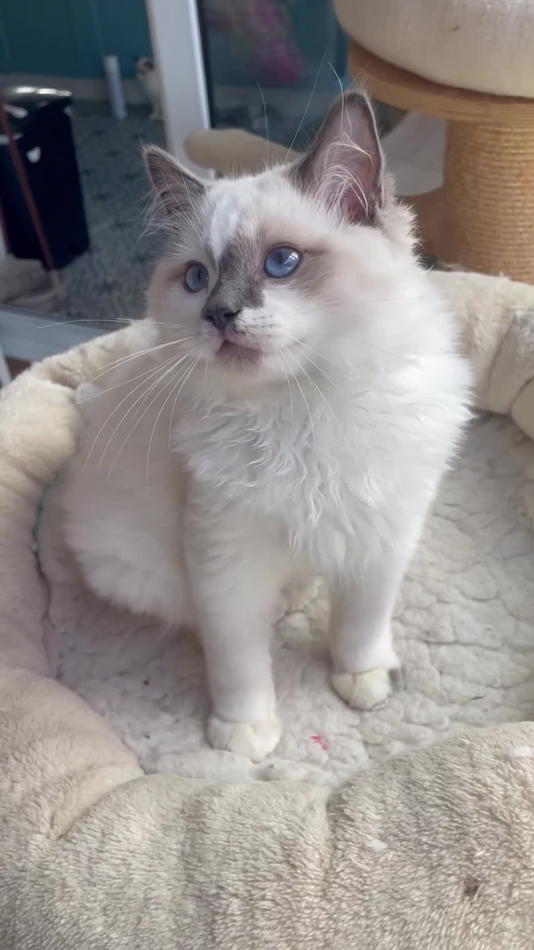 Ragdoll cats for sale: TICA registered mink and traditional ragdolls - Video 1