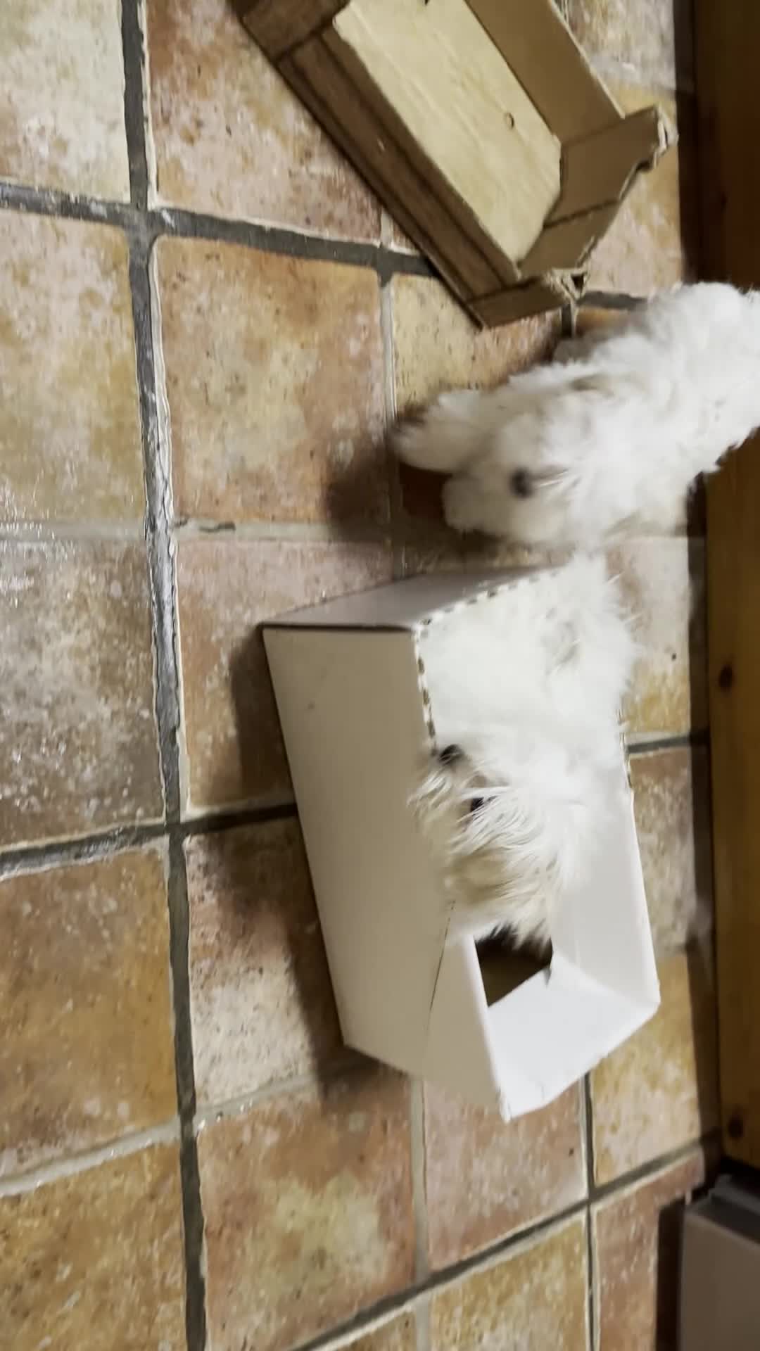 Maltese dogs for sale: Stunning Maltese puppies, K.C. registered - Video 3