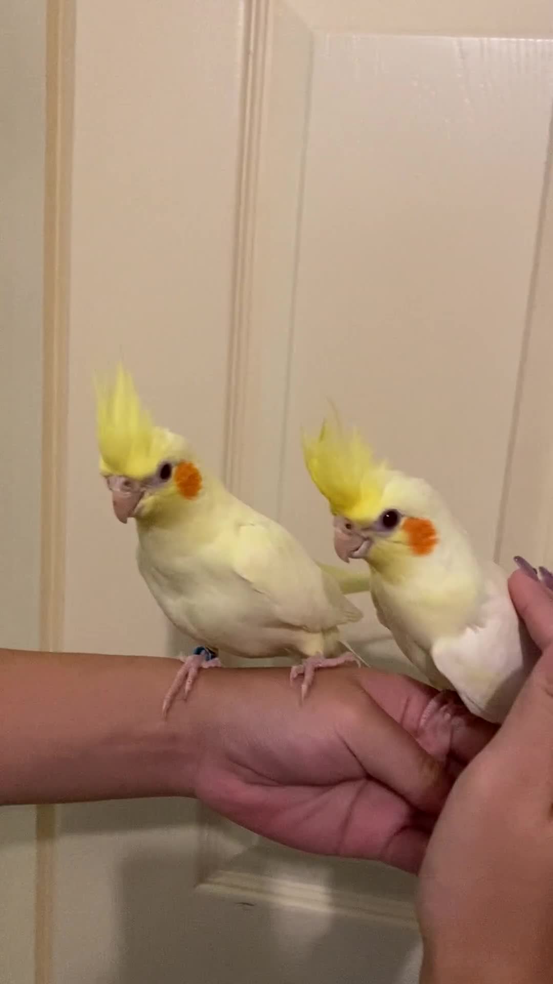 Cockatiels birds for sale: Extra Silly Tame Hand Reared Baby Cockatiels  - Video 1