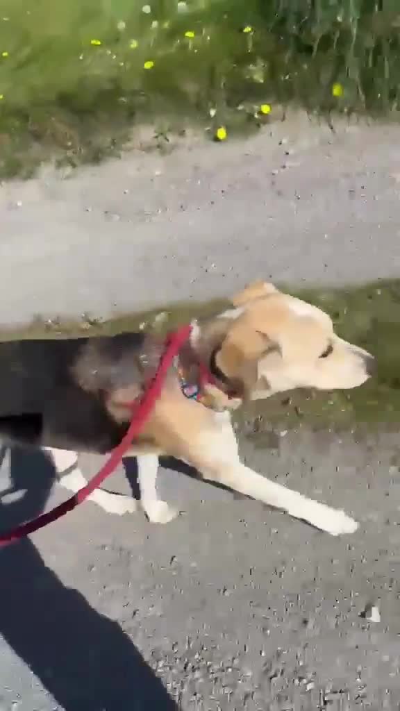 Mixed Breed dogs for adoption: Adorable Thanos needs his own forever home  in Atherstone - Video 3
