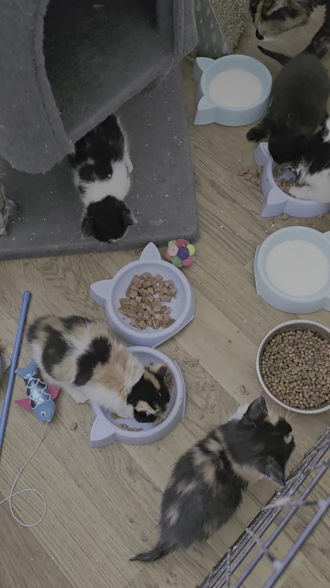 British Longhair cats for sale: Long haired kittens  in Waterlooville - Video 3
