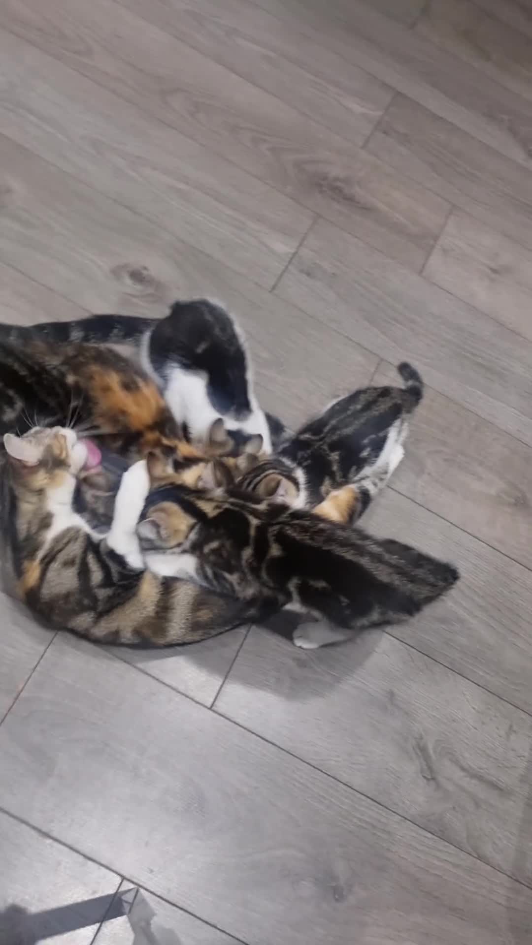 Mixed Breed cats for sale: Mixed Litter Kittens - Video 4