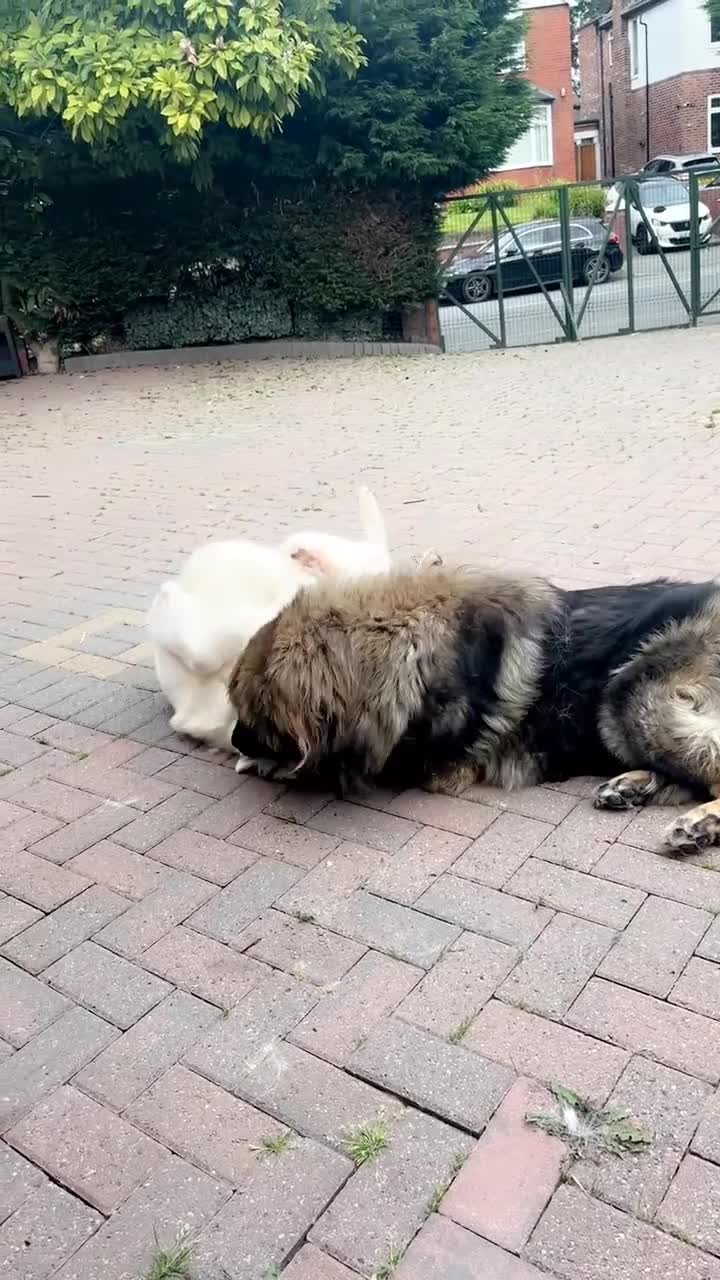 Mixed Breed dogs for sale: F1 Caucasian shepherd X American Akita  - Video 4