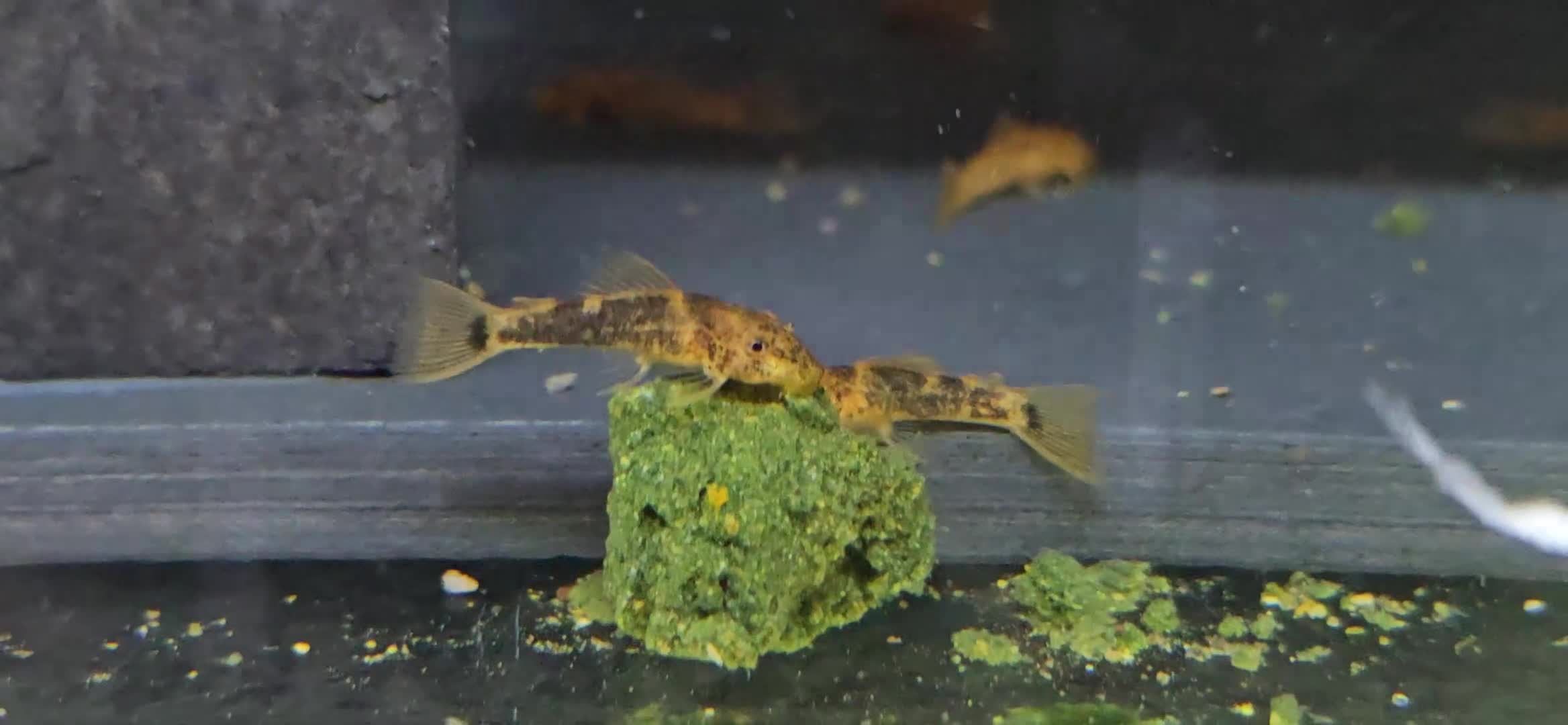 Plecos fish for sale: Calico Bristlenose Plecos in Leicester - Video 1