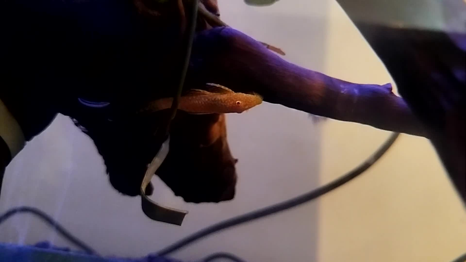 Plecos fish for sale: Albino bristlenose plecos - Video 1